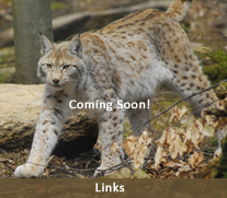 Links