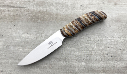 Wild Dog in Mammoth Molar