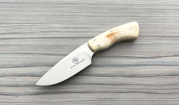 Gecko in Warthog Tusk